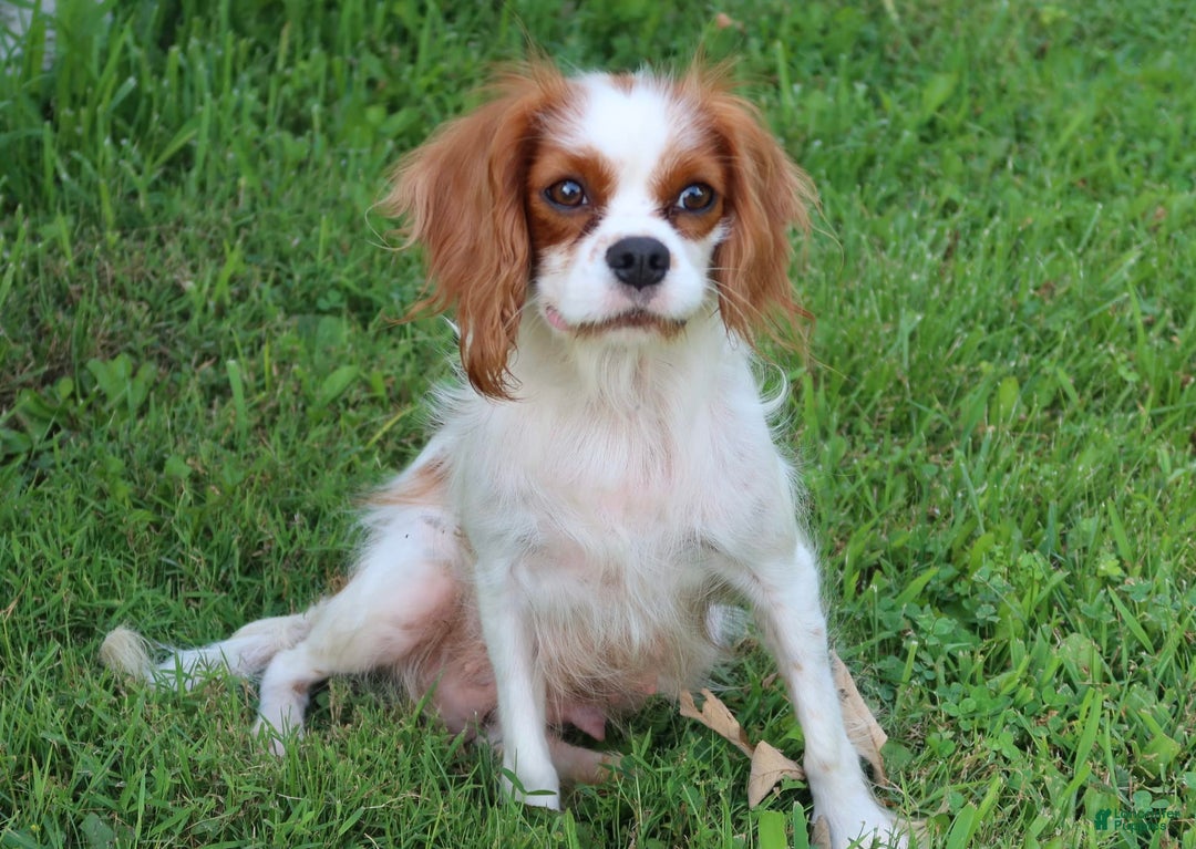 Cavalier King Charles Spaniel dogs for sale: Sage - Image 19