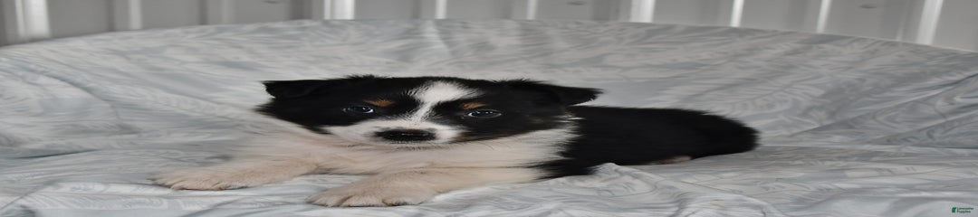Bella