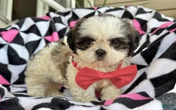 Shih Tzu dogs for sale: Betsy - Image 1