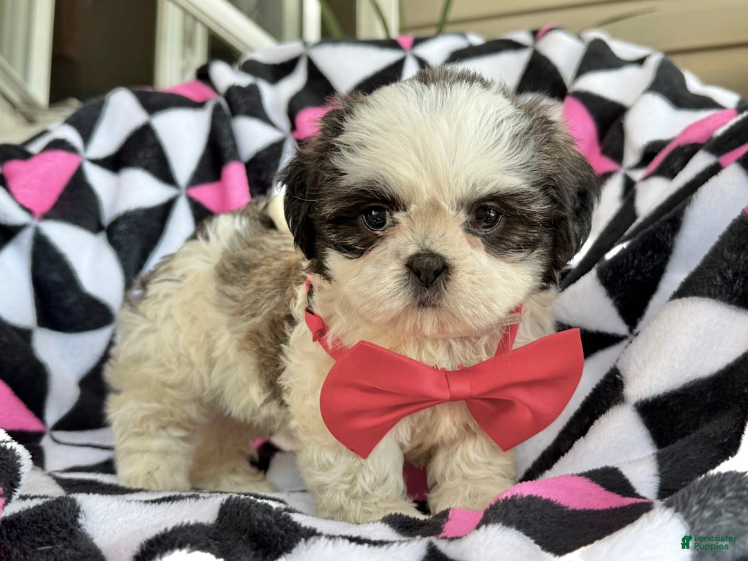 Shih Tzu dogs for sale: Betsy - Image 1