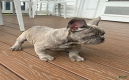 French Bulldog dogs for sale: Silver Dollar - Image 4