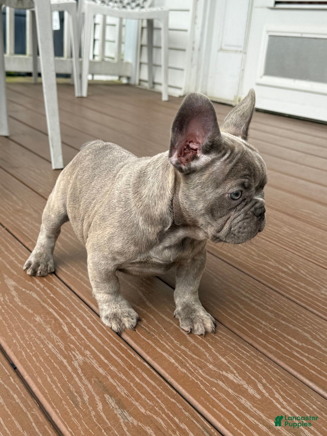 French Bulldog dogs for sale: Silver Dollar - Image 4