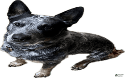 Australian Cattle Dog dogs for sale: Two - Image 5