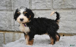 Bernedoodle dogs for sale: Findley - Image 2