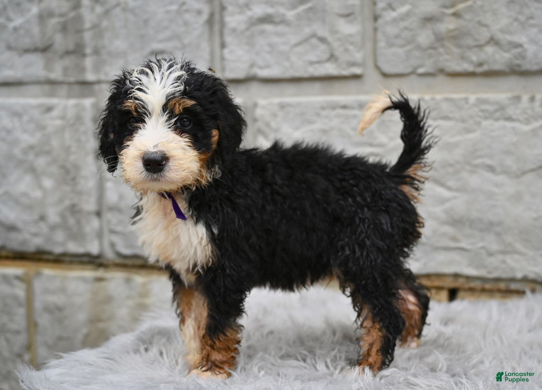 Bernedoodle dogs for sale: Findley - Image 2