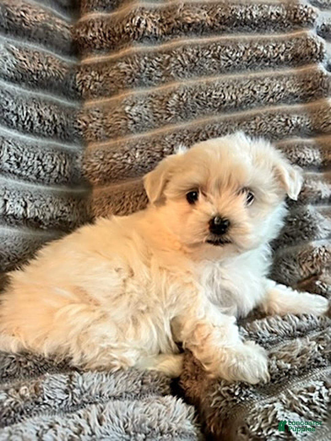 Maltipoo dogs for sale: Deisel - Image 1