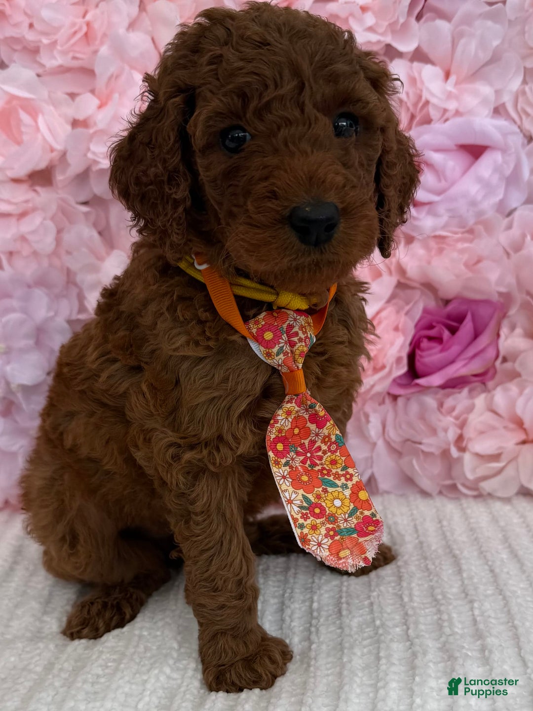 Standard Poodle dogs for sale: Leo AKC - Image 5