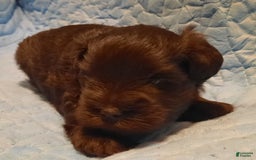 Miniature Schnauzer dogs for sale: Boy1 - Image 14