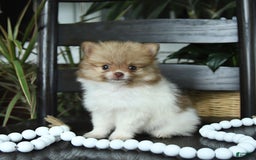 Pomeranian dogs for sale: Isabelle - Image 2
