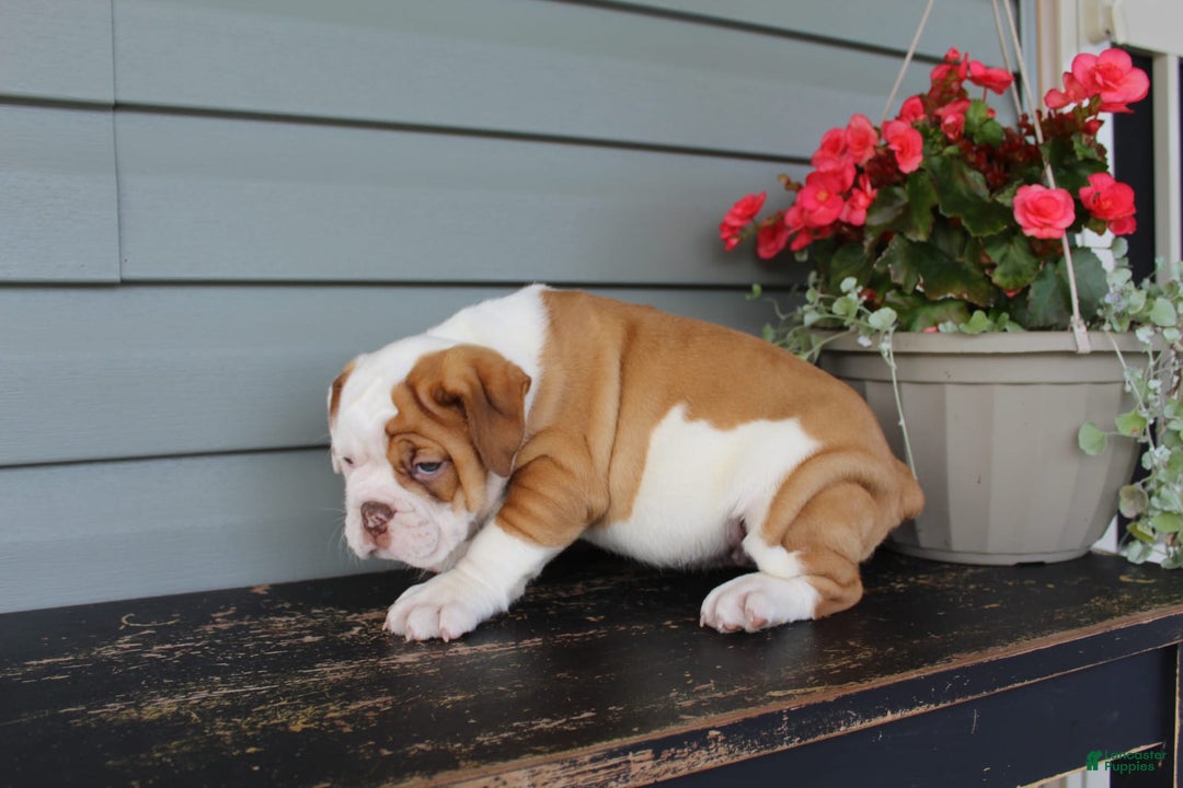 English Bulldog dogs for sale: Ruby - Image 8