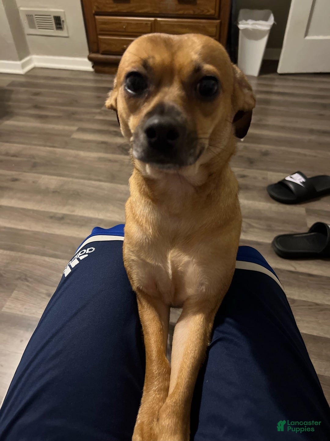 Chihuahua dogs for sale: Canelo - Image 2