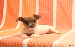 Jack Russell Terrier dogs for sale: Nick - Image 4