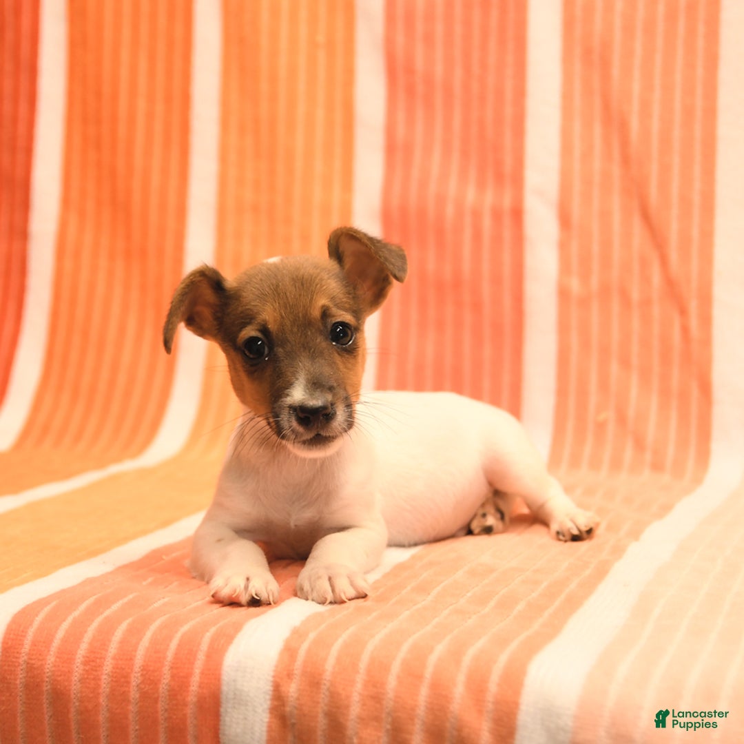 Jack Russell Terrier dogs for sale: Nick - Image 4