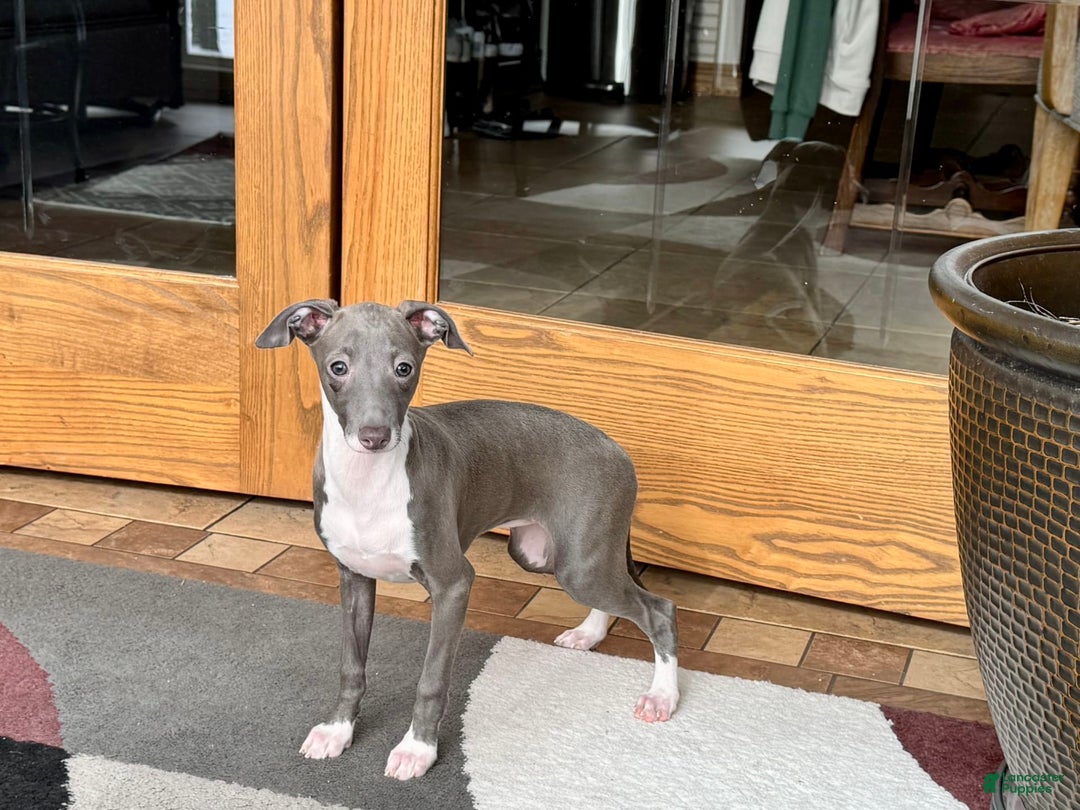 Italian Greyhound dogs for sale: Lila - Image 13