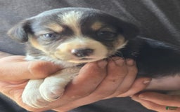 Miniature Australian Shepherd dogs for sale: Lila - Image 3