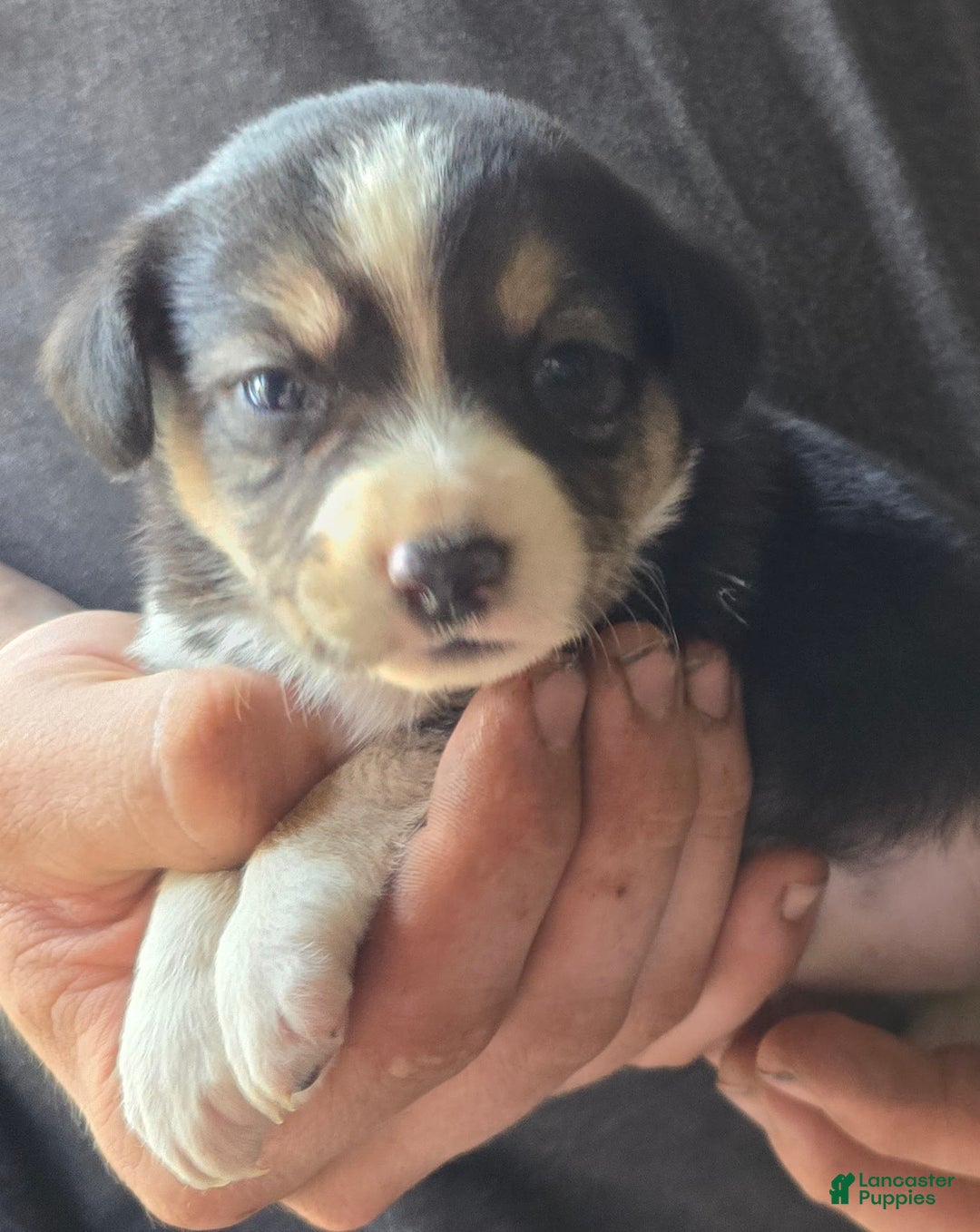 Miniature Australian Shepherd dogs for sale: Lila - Image 3