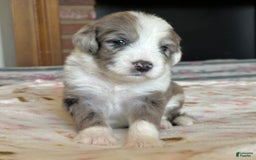 Sheepadoodle dogs for sale: Wilma - Image 14