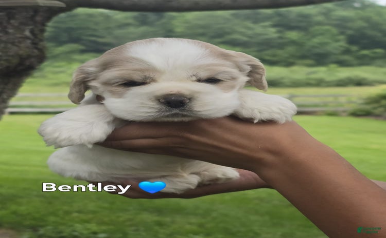 Cocker Spaniel dogs for sale - Ad 3