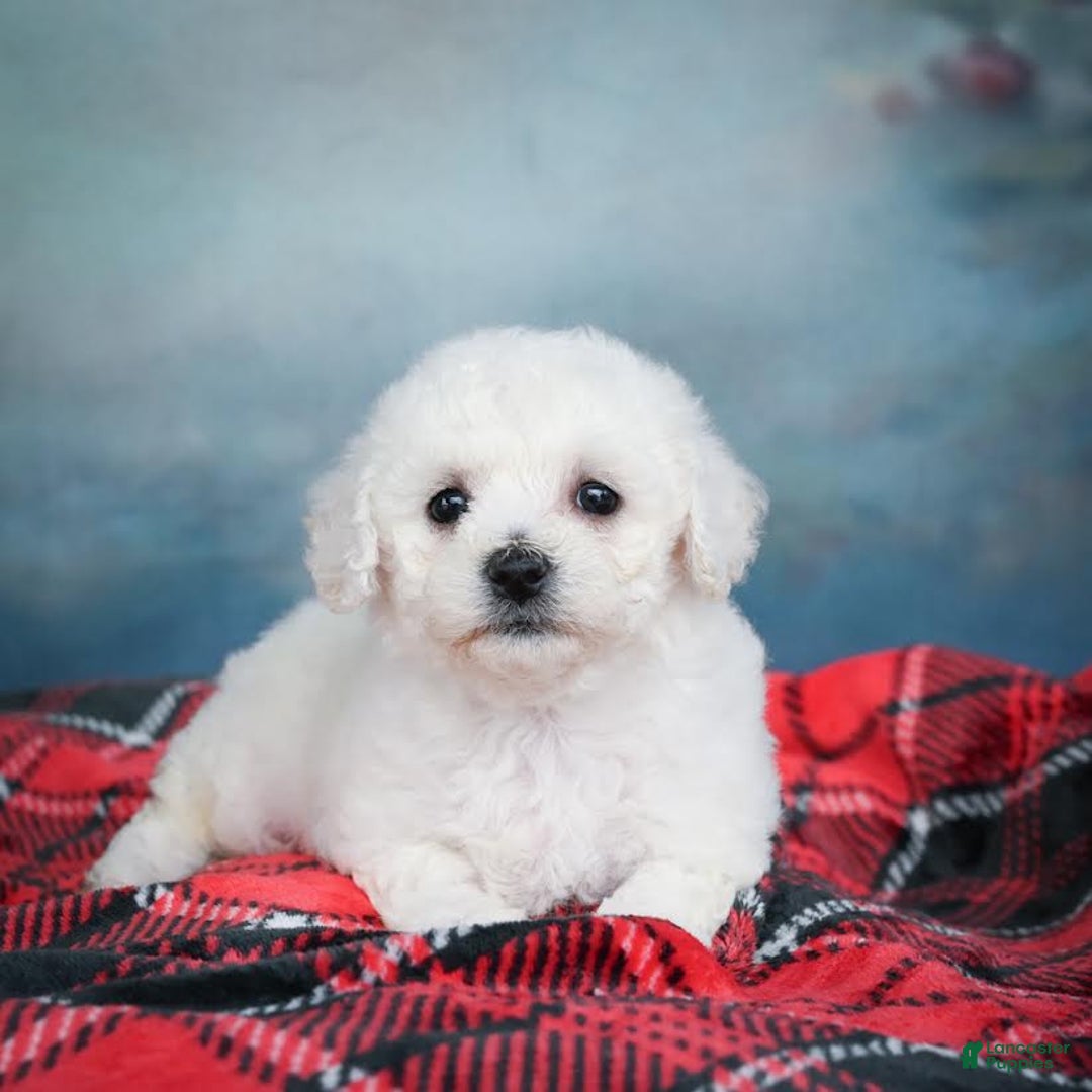 Bichon Frise dogs for sale: Sophia - Image 8