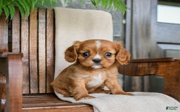 Cavalier King Charles Spaniel dogs for sale: Starlight - Image 4