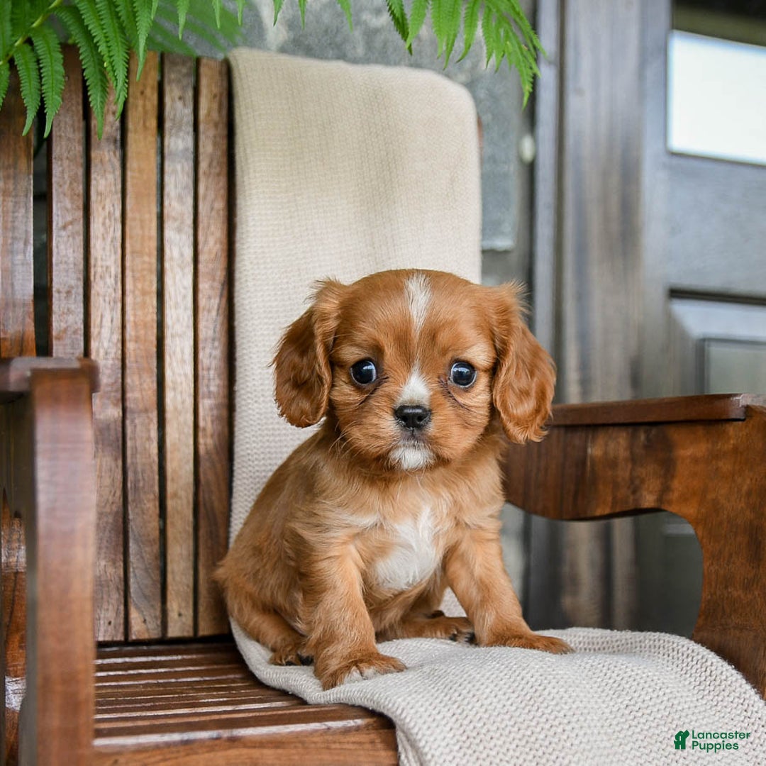 Cavalier King Charles Spaniel dogs for sale: Starlight - Image 4