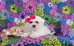 Maltese dogs for sale: Claudette Akc - Image 8