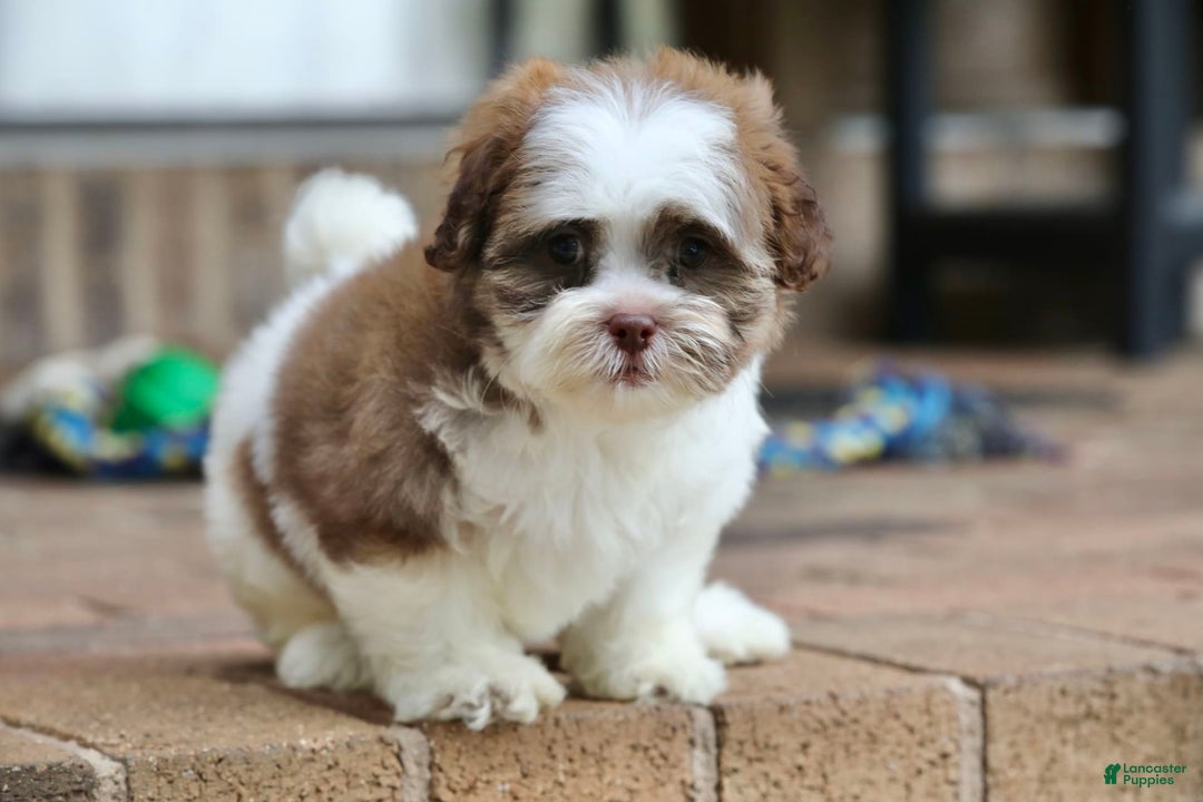 Shihpoo dogs for sale: Sadie - Image 2