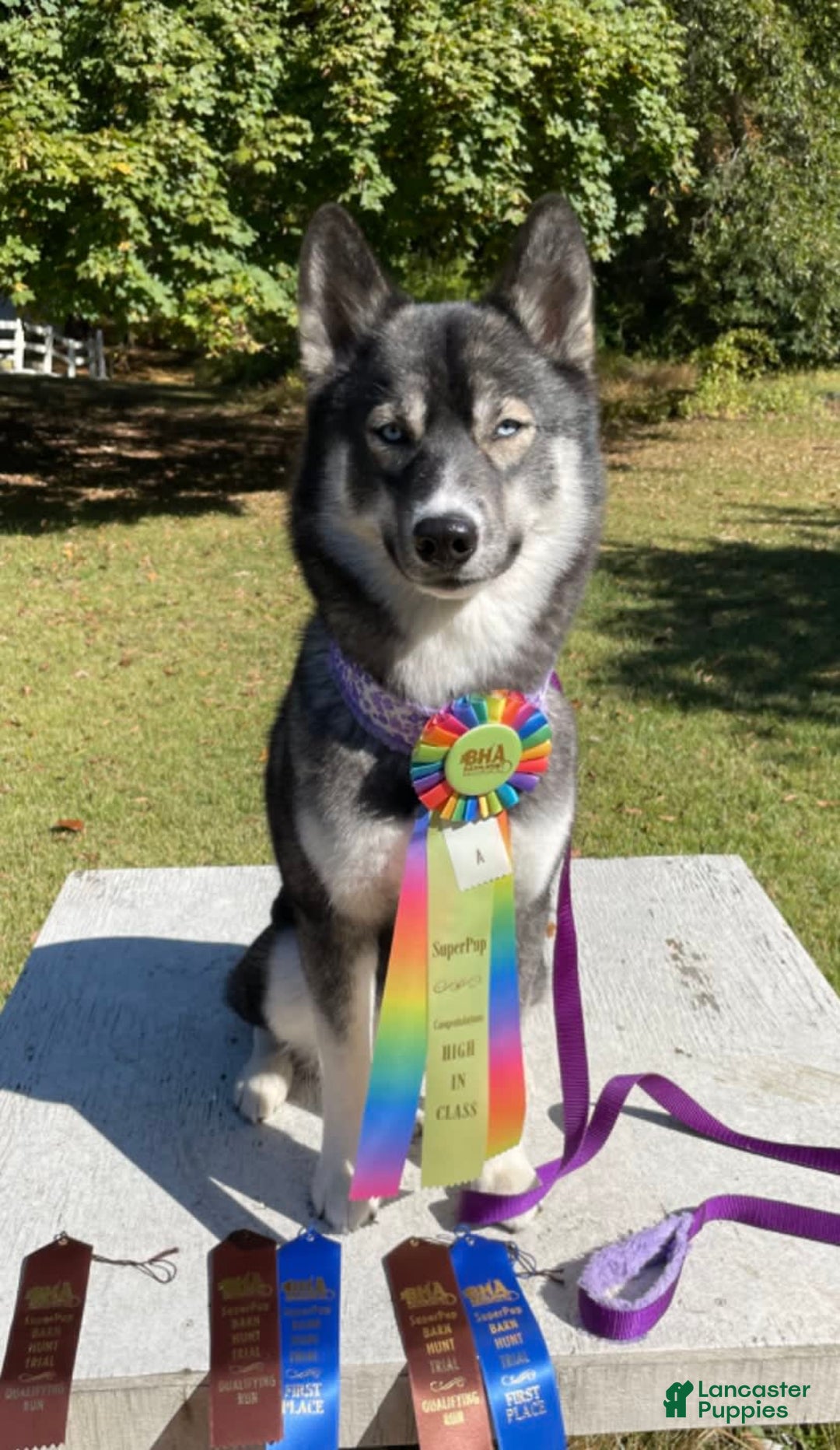 Siberian Husky dogs for sale: Cheese - Image 2