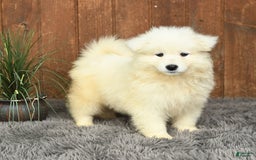 Samoyed dogs for sale: Daffodil - Image 4