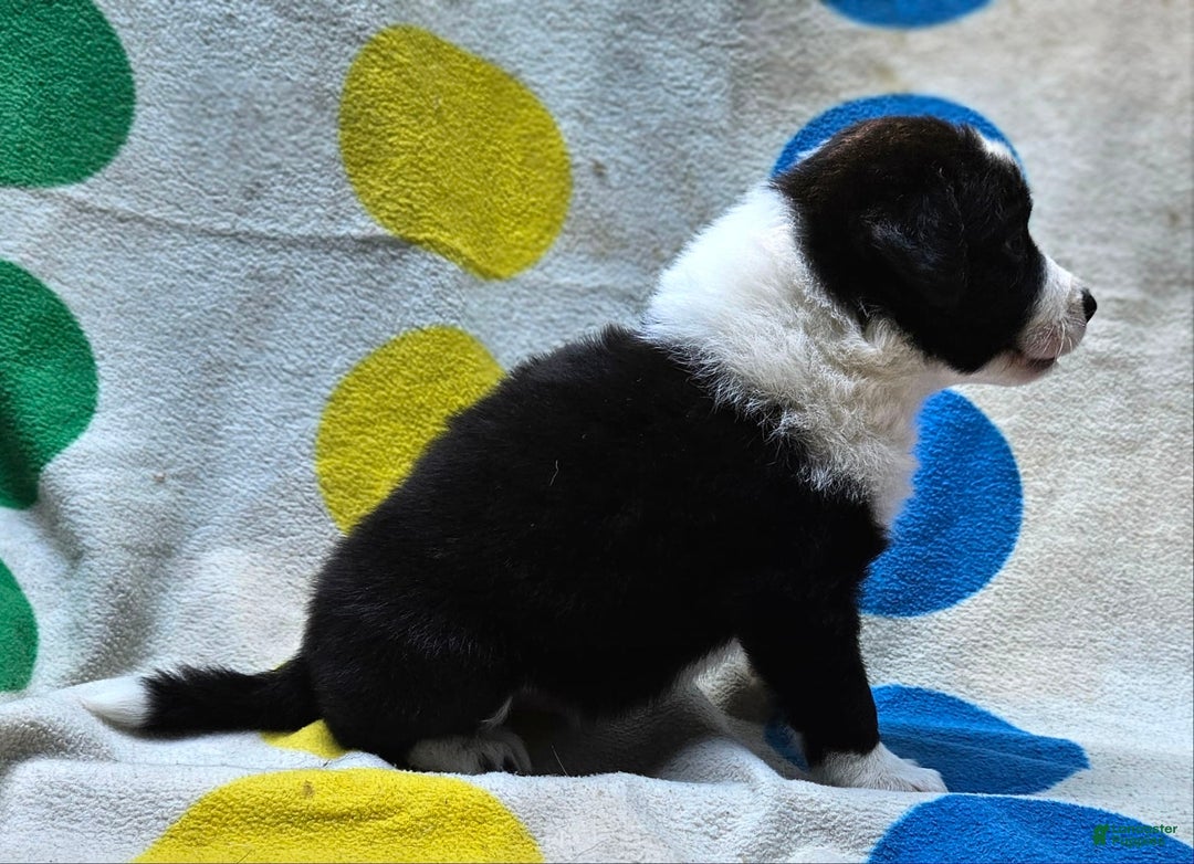 Border Collie dogs for sale: Bear - Image 7