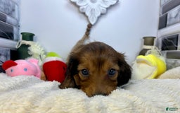 Miniature Dachshund dogs for sale: Ray - Image 3