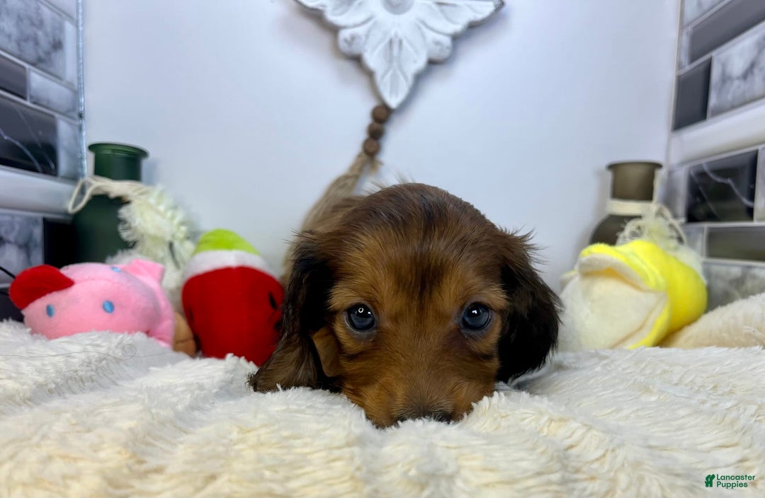 Miniature Dachshund dogs for sale: Ray - Image 3