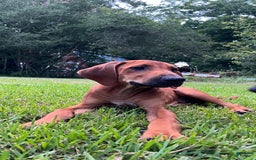 Rhodesian Ridgeback dogs for sale: Orange - Image 5