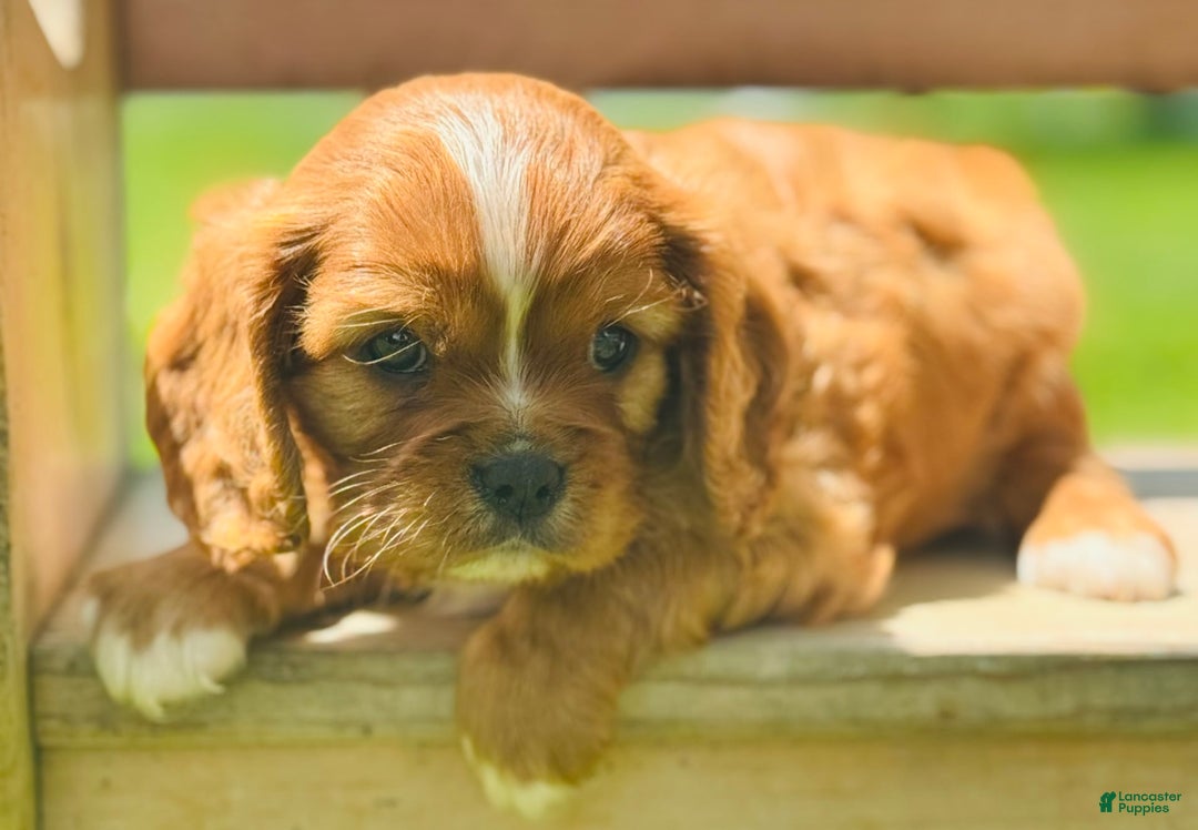 Cavalier King Charles Spaniel dogs for sale: Carl - Image 4