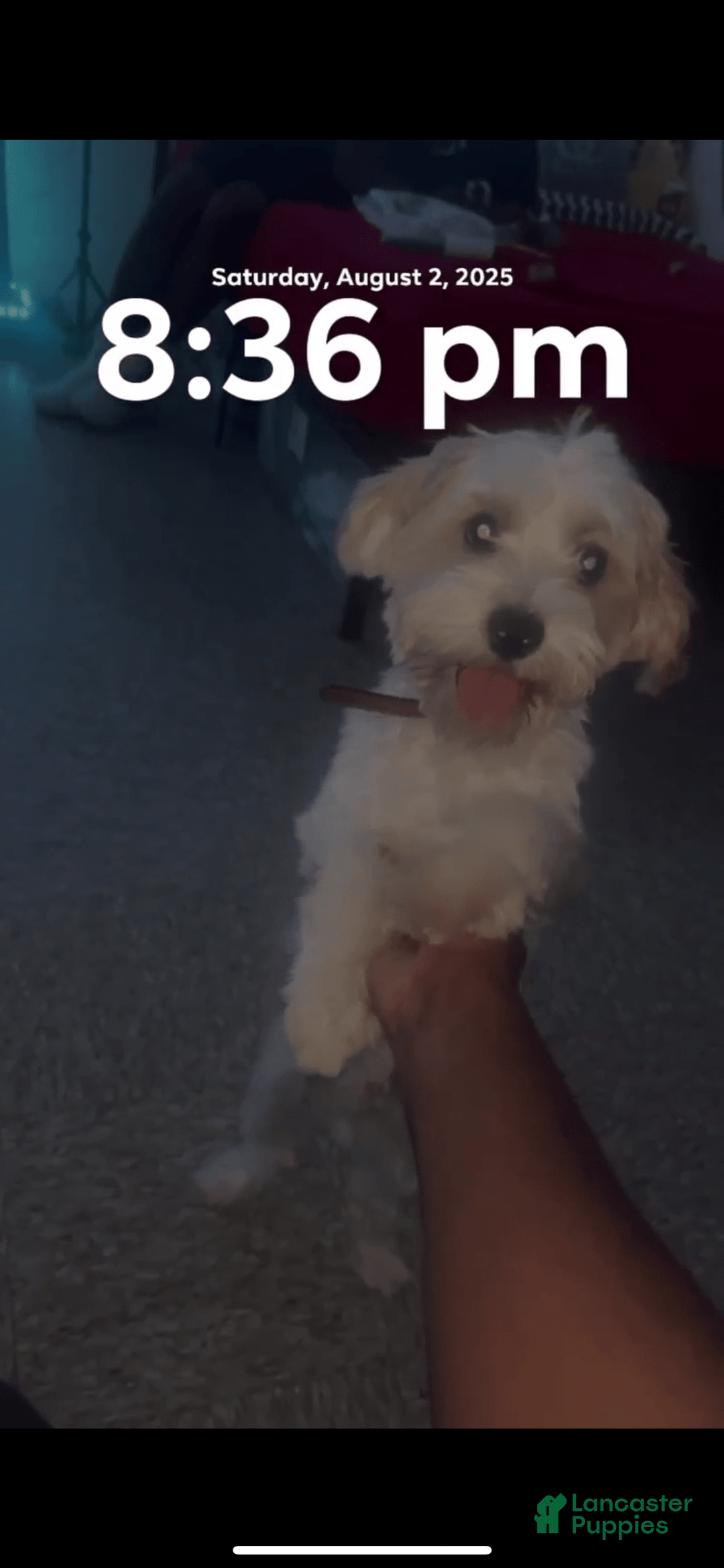 Standard Poodle dogs for sale: Simba - Image 2