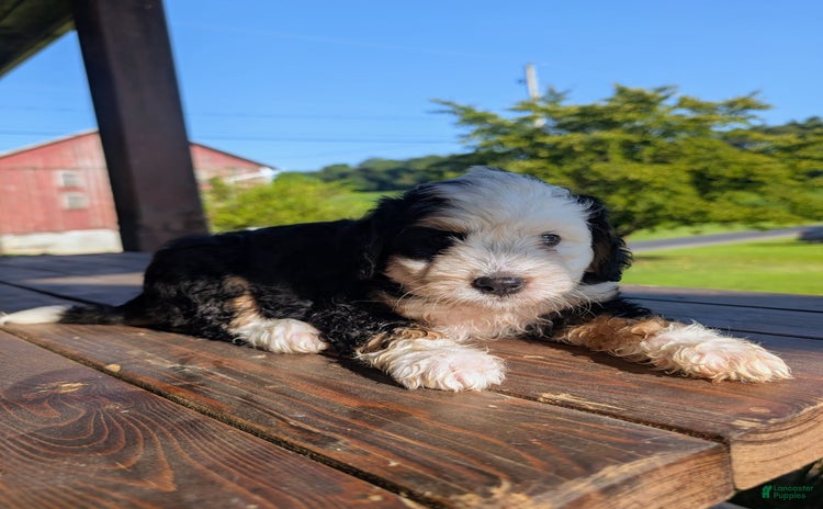 Mini Bernedoodle dogs for sale - Ad 1