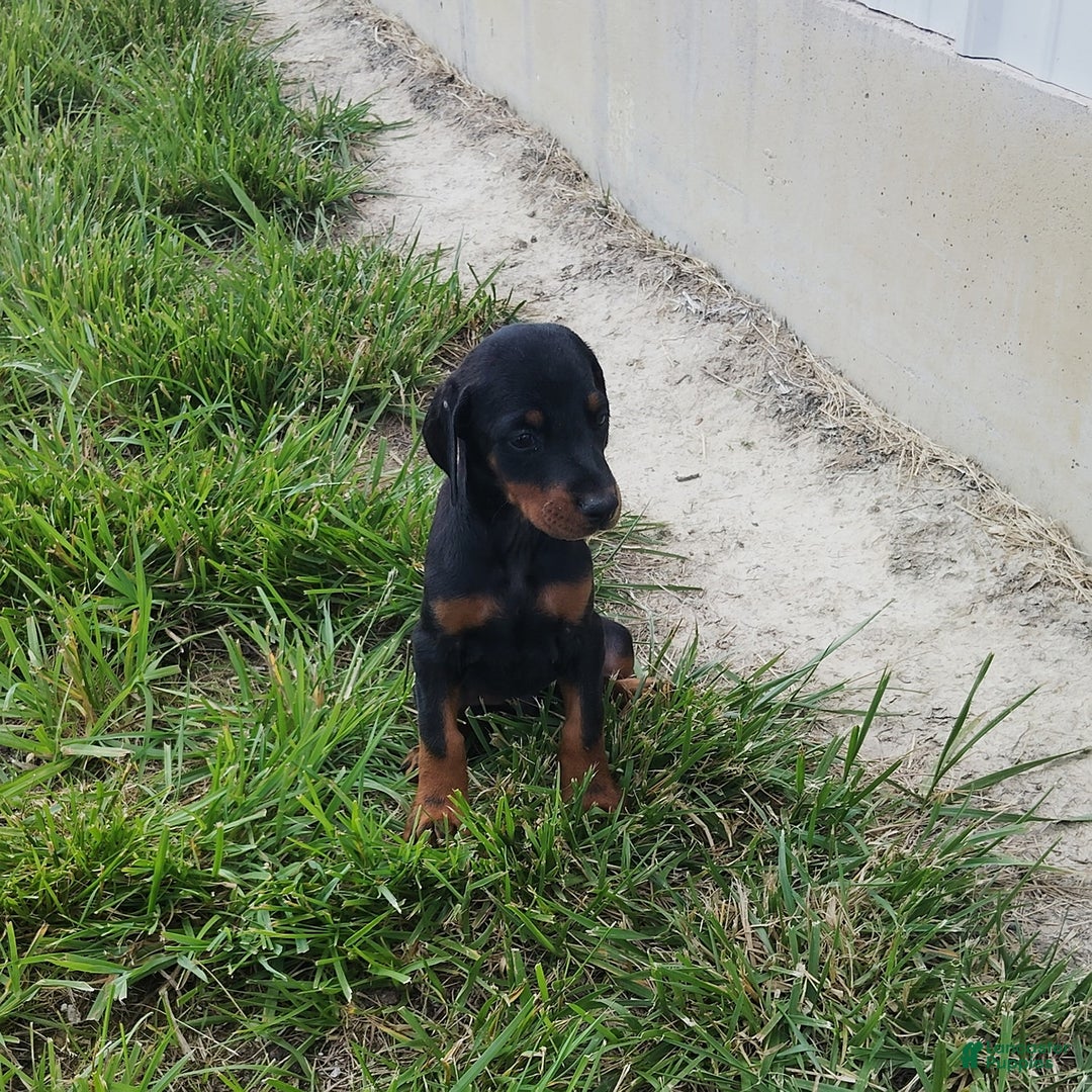 Doberman Pinscher dogs for sale: Jax - Image 2