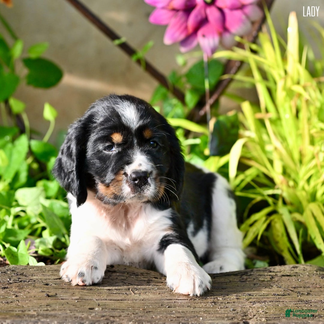 English Springer Spaniel dogs for sale: Lady - Image 2