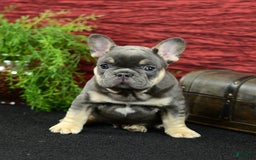 French Bulldog dogs for sale: 9908 Ollie - Image 1