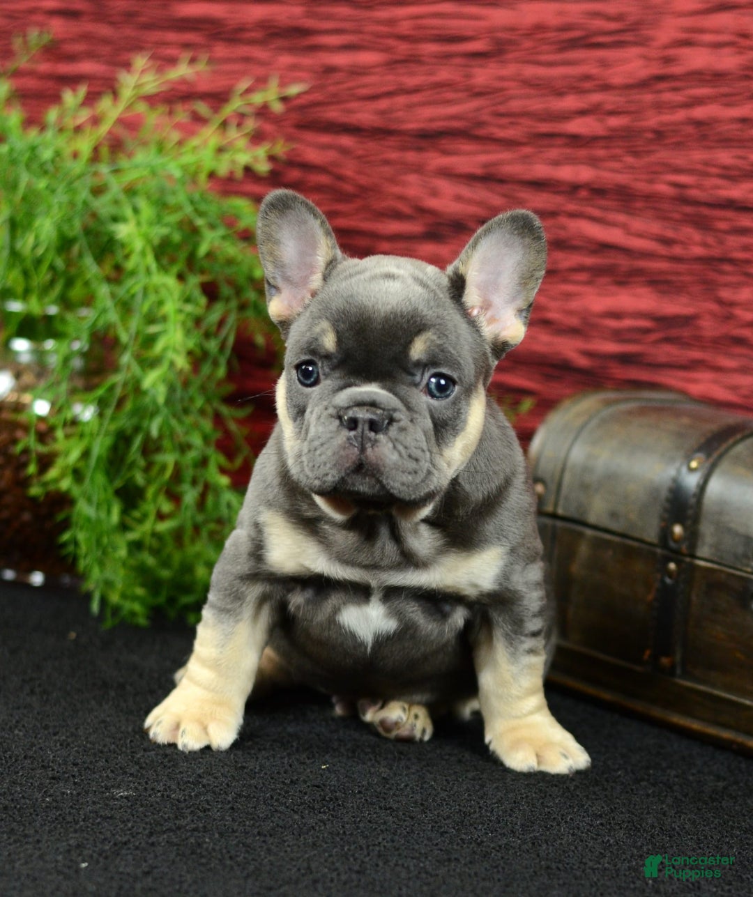 French Bulldog dogs for sale: 9908 Ollie - Image 1