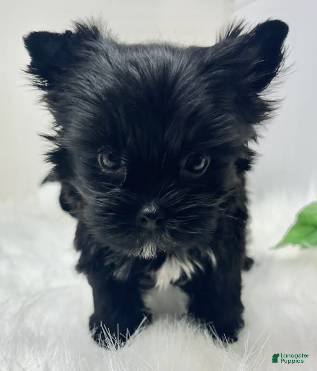 Yorkshire Terrier dogs for sale: Blackie - Image 1