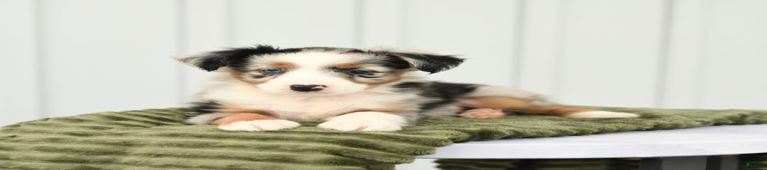 Baxter