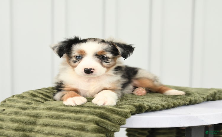 Miniature Australian Shepherd dogs for sale - Ad 1