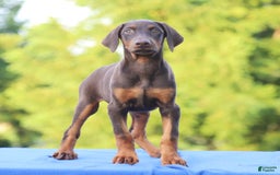Doberman Pinscher dogs for sale: Rosie - Image 3