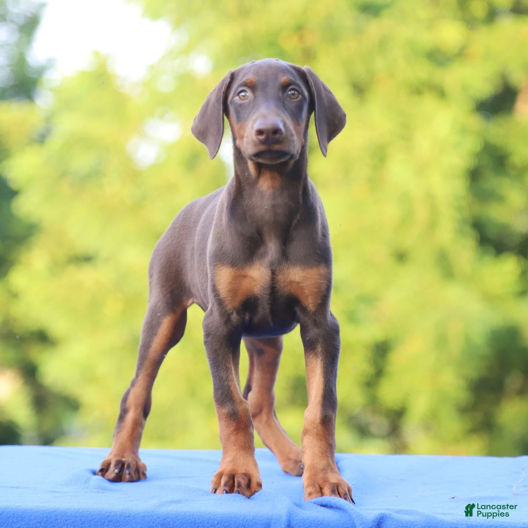 Doberman Pinscher dogs for sale: Rosie - Image 3