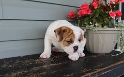 English Bulldog dogs for sale: Raspberry - Image 8