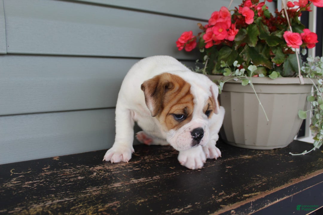 English Bulldog dogs for sale: Raspberry - Image 8