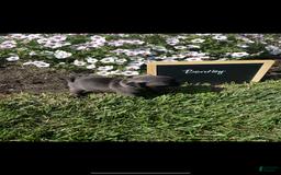 Pug dogs for sale: Bentley - Image 5