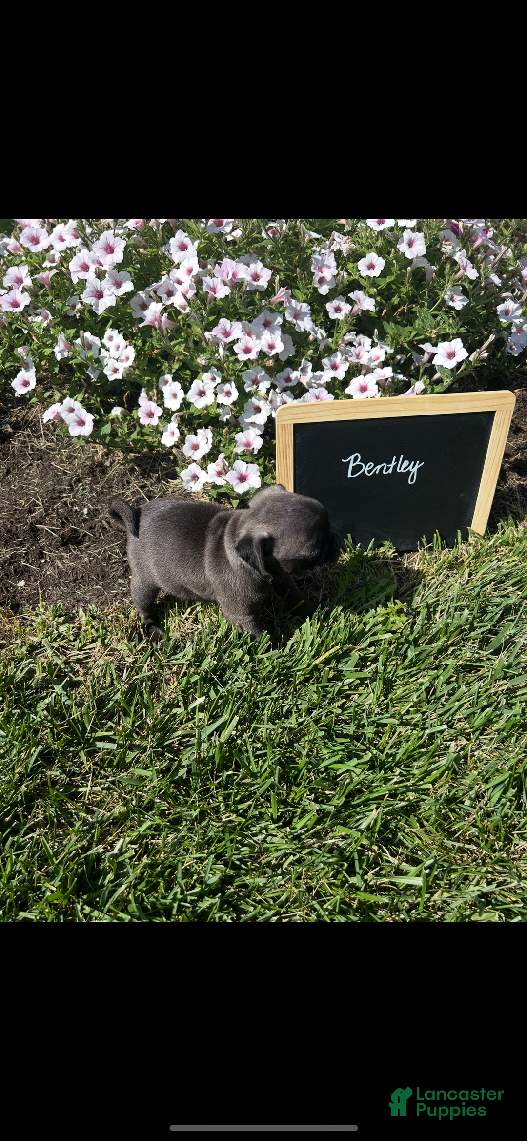 Pug dogs for sale: Bentley - Image 5