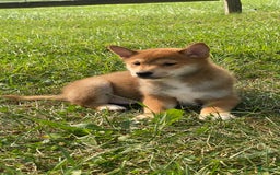 Shiba Inu dogs for sale: Isaak - Image 4